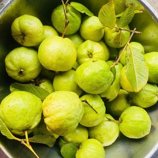 🇹🇭Oishi-fresh🍐ฝรั่งแป้นสีทอง คัดพิเศษ ปลอดสารพิษ รสชาติกรอบ สด ใหม่ ใยอาหารสูง หวานออร์แกนิค เคลมได้ 1-2 วัน