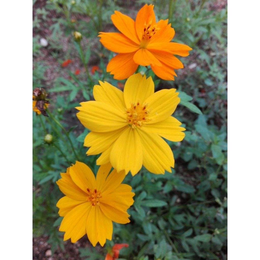เมล็ดพันธุ์ดาวกระจายคละสี 100 เมล็ด (ซื้อ5แถม1คละได้)