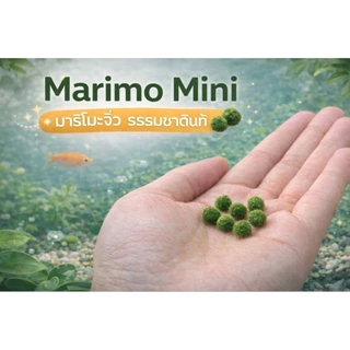 marimoมาริโมะเบบี้จิ๋ว ขนาด0.5cm น่ารักสายพันธุ์ โตไวขนสวย