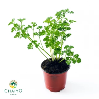 ต้นอิตาเลี่ยนพาร์สลีย์(ใบหยิก) ออร์แกนิค Organic Parsley (Triple Moss) กระถาง 4 นิ้ว และ 6 นิ้ว