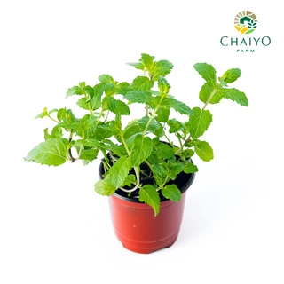 ต้นเปปเปอร์มินต์ ออร์แกนิค Organic Peppermint กระถาง 4 นิ้ว และ 6 นิ้ว