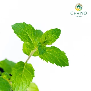 ต้นเปปเปอร์มินต์ ออร์แกนิค Organic Peppermint กระถาง 4 นิ้ว และ 6 นิ้ว