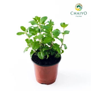 ต้นสะระแหน่ ออร์แกนิค Thai Mint (Organic) กระถาง 4 นิ้ว และ 6 นิ้ว