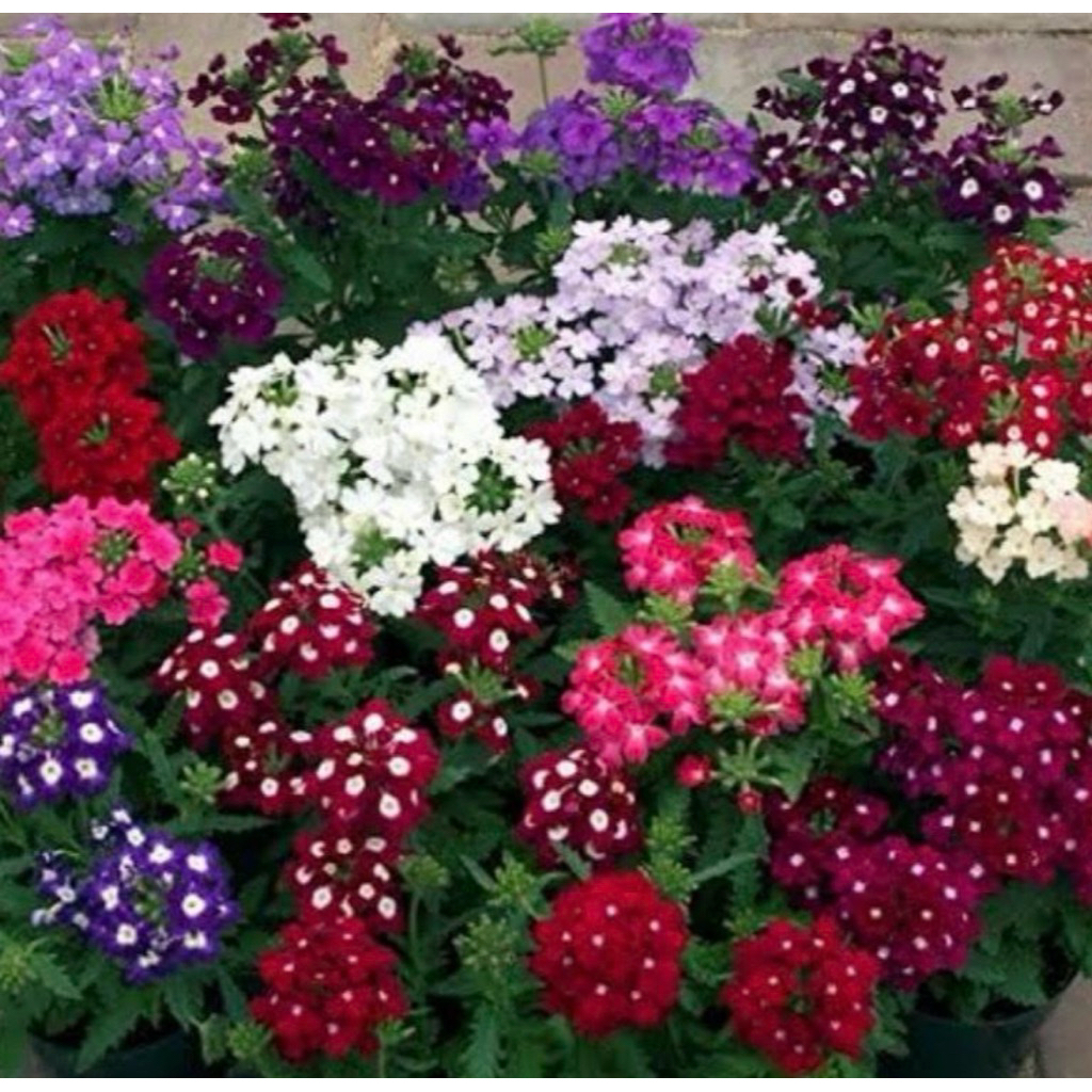 🌱ต้นกล้าเวอร์บีน่าเลื้อยดอกใหญ่💐ส่งคละสี💐พร้อมส่ง
