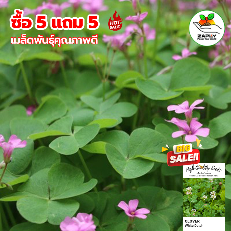 [ซื้อ 5 แถม 5 ฟรี] โคลเวอร์ หญ้าเพลา ลานระเบียงในร่มรูปหัวใจเมล็ดโคลเวอร์หลากสีกระถ