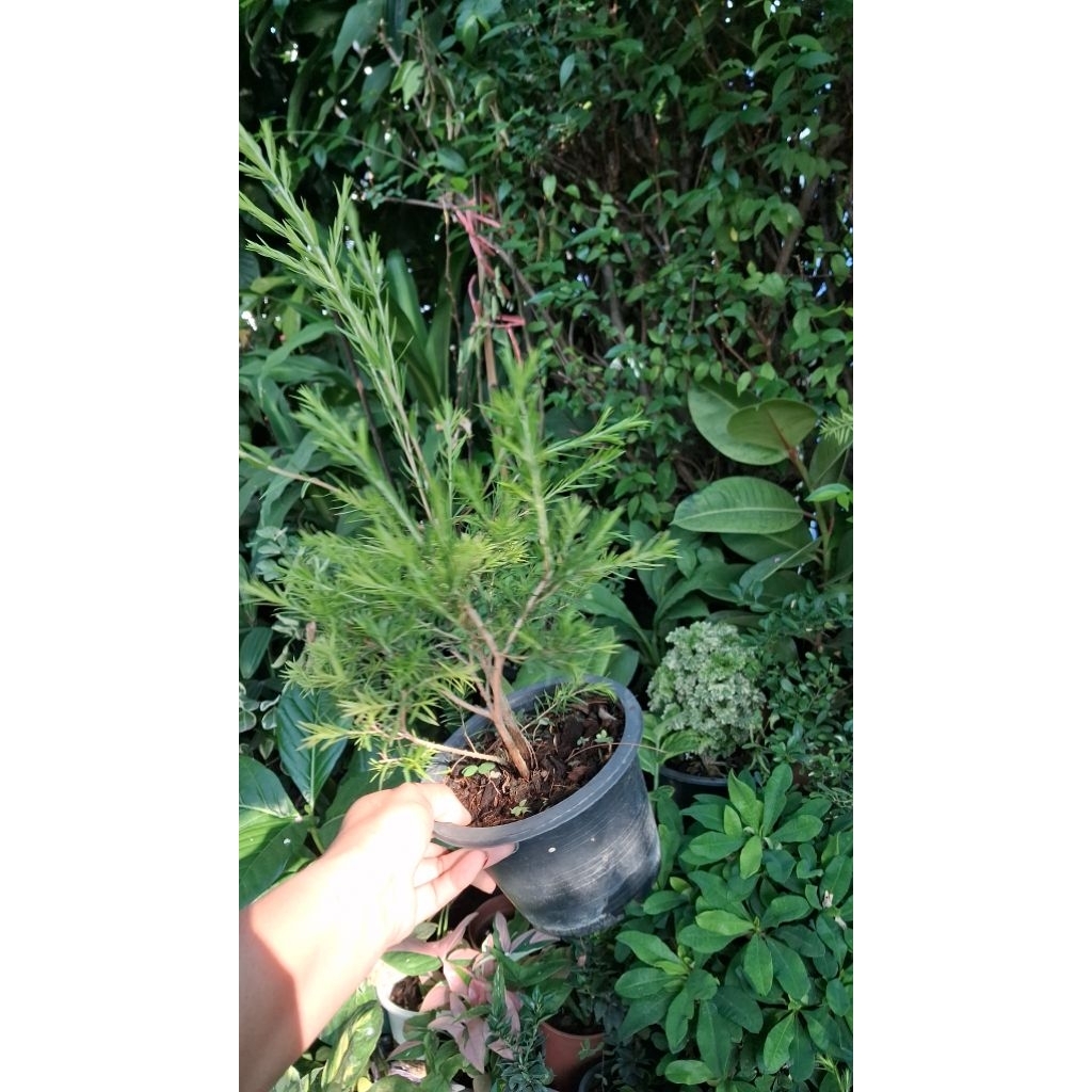 สนทีทรีออยล์ (Melaleuca alternifolia)✨ ต้นไม้พื้นเมืองของออสเตรเลีย ✨สนทีทรีออยล์ กระถาง 5_6นิ้ว
