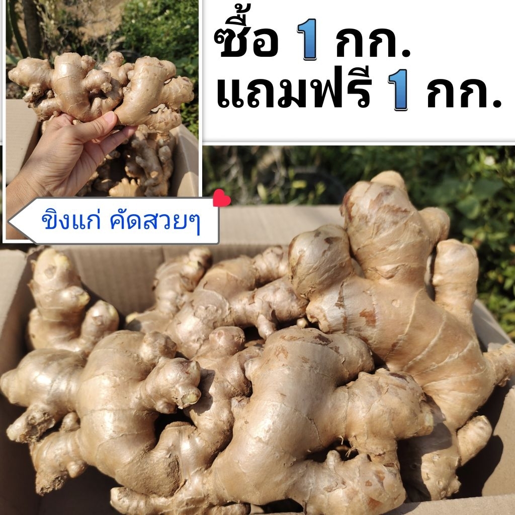 ขิงแก่ ขิงแพ ขิงข้อ ขุดใหม่จากน่าน ซื้อ 1แถม1