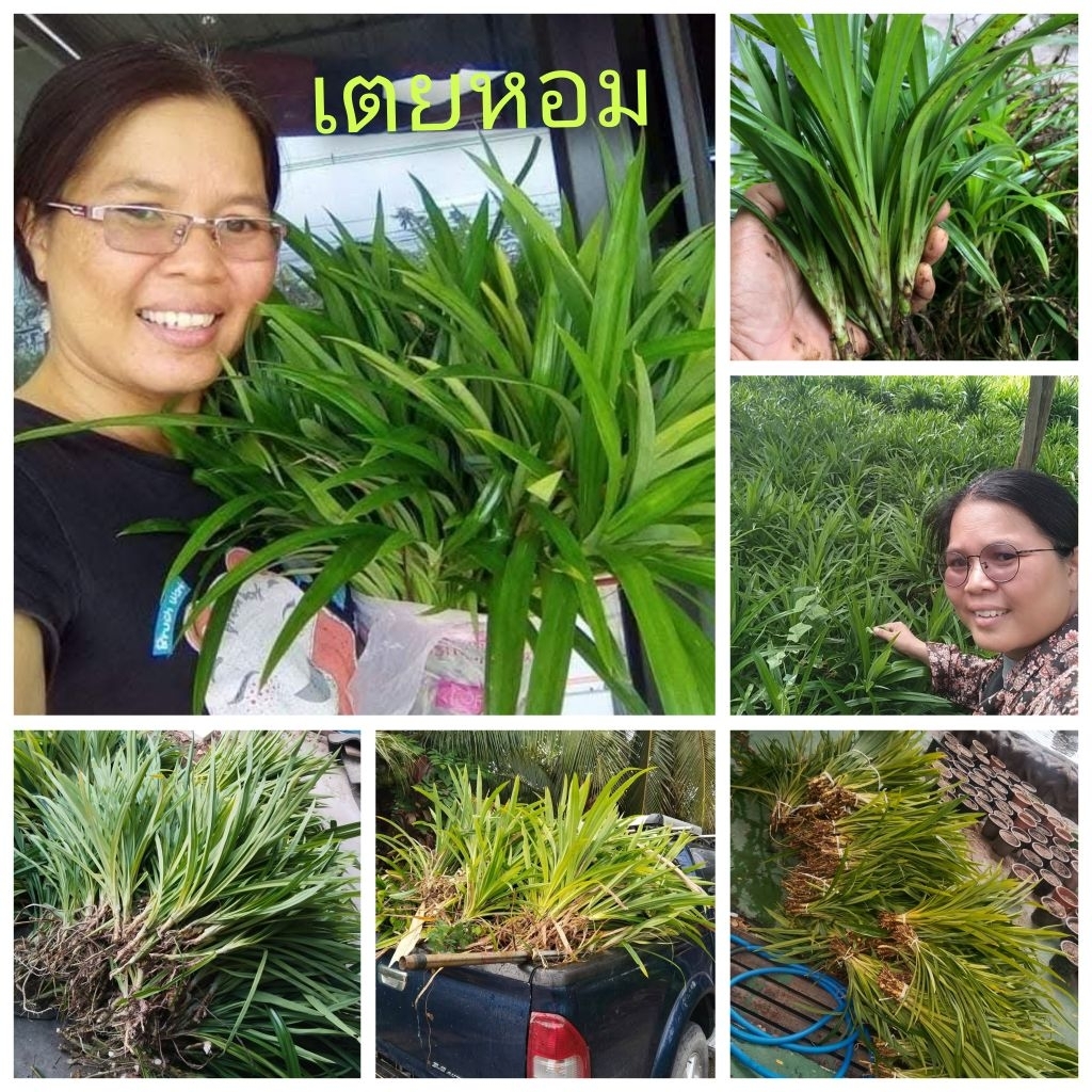 เตยหอม ขายต้นพันธุ์1ชุด50ต้น100บาท(สำหรับชำ)