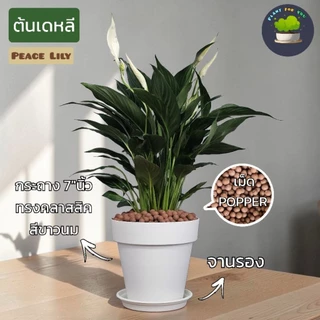 💤🤍ต้นเดหลี Peace Lily พร้อมกระถาง+เม็ดPopper+จานรอง+ขาตั้งไม้สน (ต้นไม้ฟอกอากาศ)