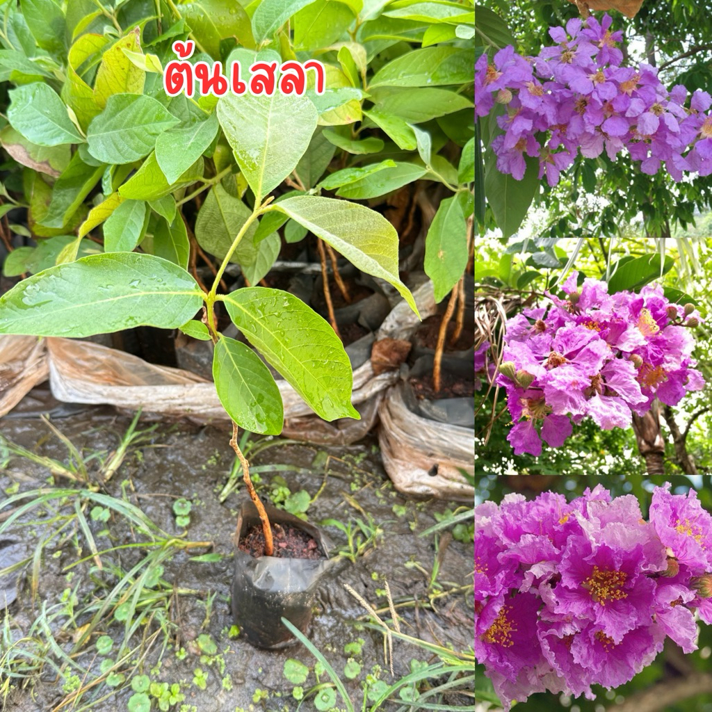 ต้นเสลา ถุงเล็ก สูง30เซน พร้อมส่ง พร้อมปลูก