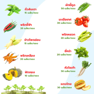 ส่งด่วน เมล็ดพันธุ์ ผักสลัด ผักสวนครัว กรีนโอ๊ค เรดโอ๊ค บัตเตอร์เฮด เรดคอส กรีนคอส เบบี้คอส เคล ฯลฯ