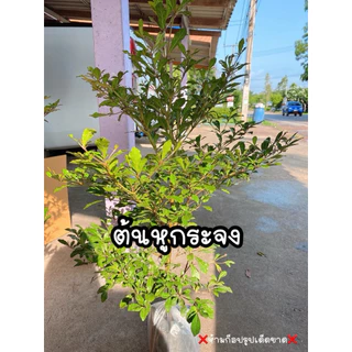 ต้นหูกระจง(ต้นแผ่บารมี) ฟอร์มสวย ต้นไม้มงคล ให้ร่มเงา