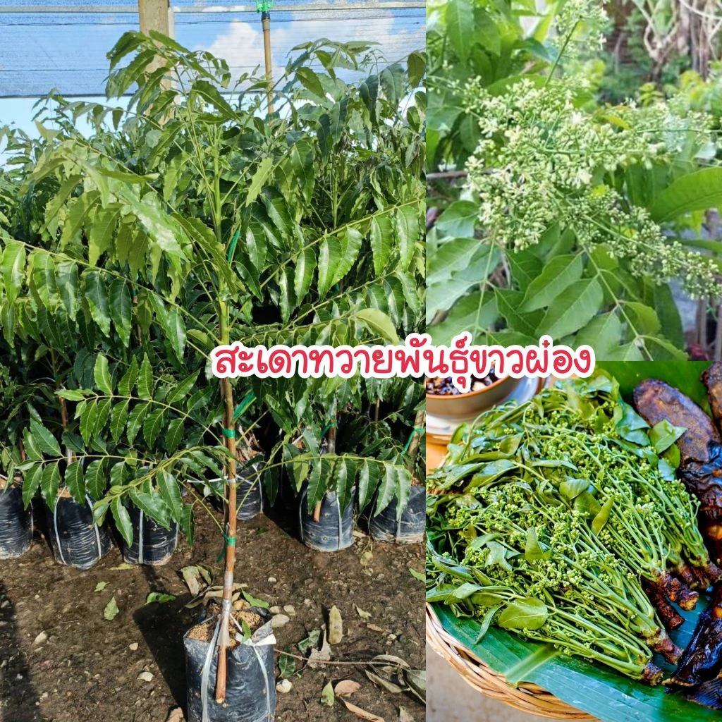 ต้นสะเดามันทวายพันธุ์ขาวผ่อง (ทาบกิ่ง) ปลูก 7-8 เดือนติดดอก พันธุ์นี้ออกดอกนอกฤดู