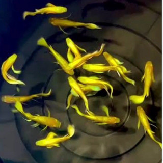 เฟรินก้านดำ ใส่ตู้ปลาหางนกยูง หลายสาย หูช้างเรดเทลฟลูโกล เกร…