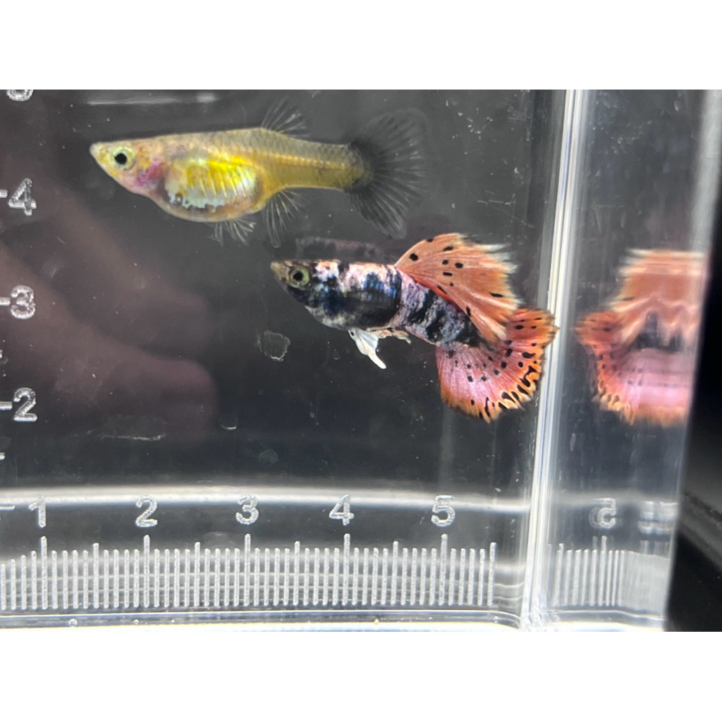 guppy Tiger magenta 1 pair
