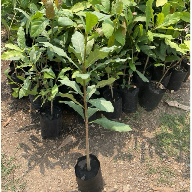 จิกน้ำ, จิกอินเดีย, จิกนา หรือ จิกมุจลินท์ (ต้นสูง 50-70cm)