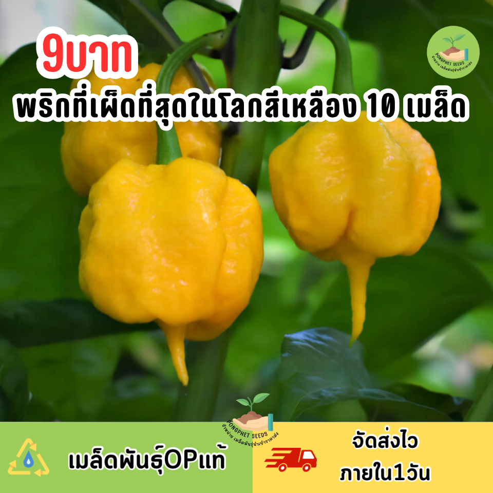 เมล็ดพันธุ์พริกที่เผ็ดที่สุดในโลกสีเหลือง Carolina Reaper 10 เมล็ด