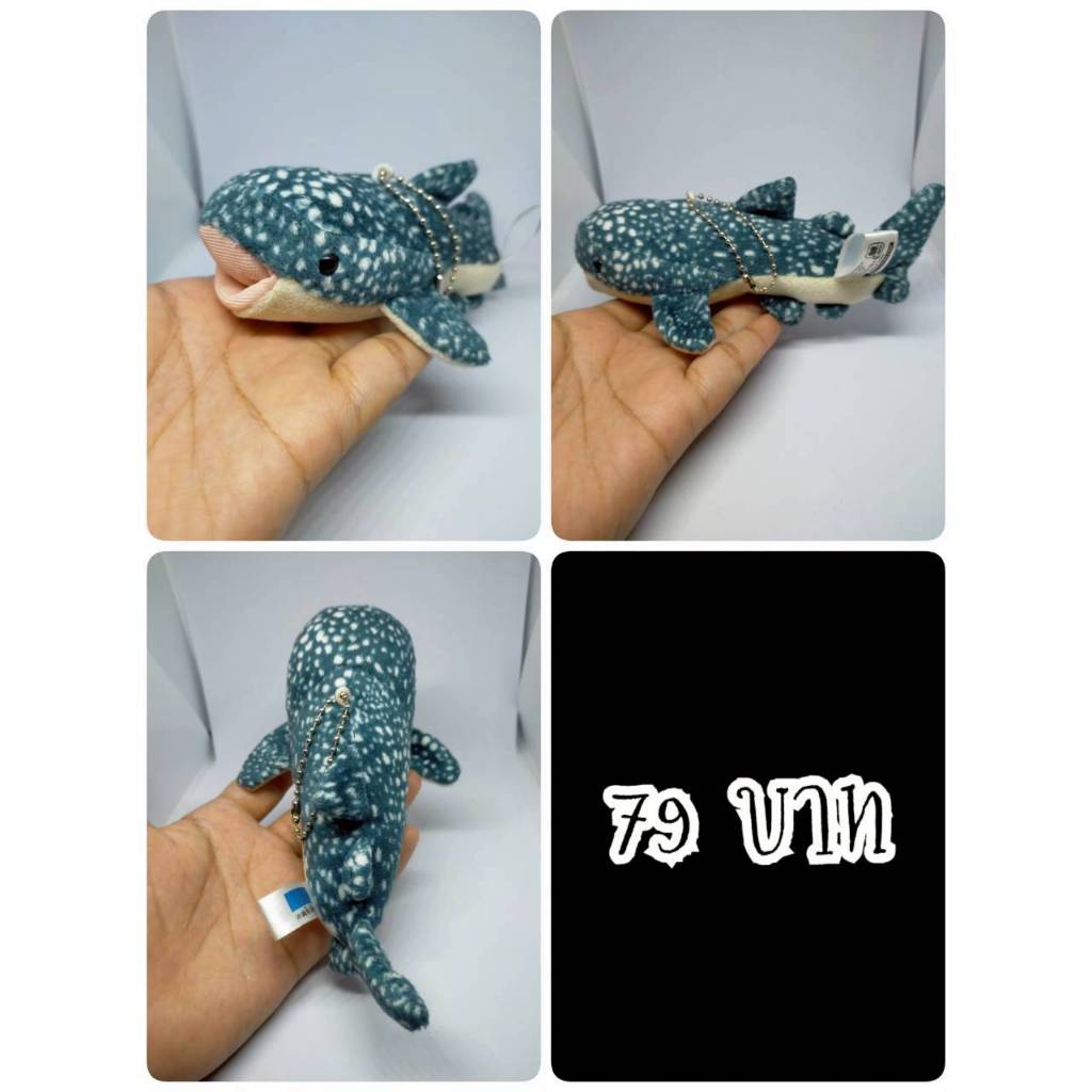 Whale Shark#ฉลามวาฬ#ปลา#Okinawa Churaumi Aquarium#งานพวงญี่ปุ่นมือสอง