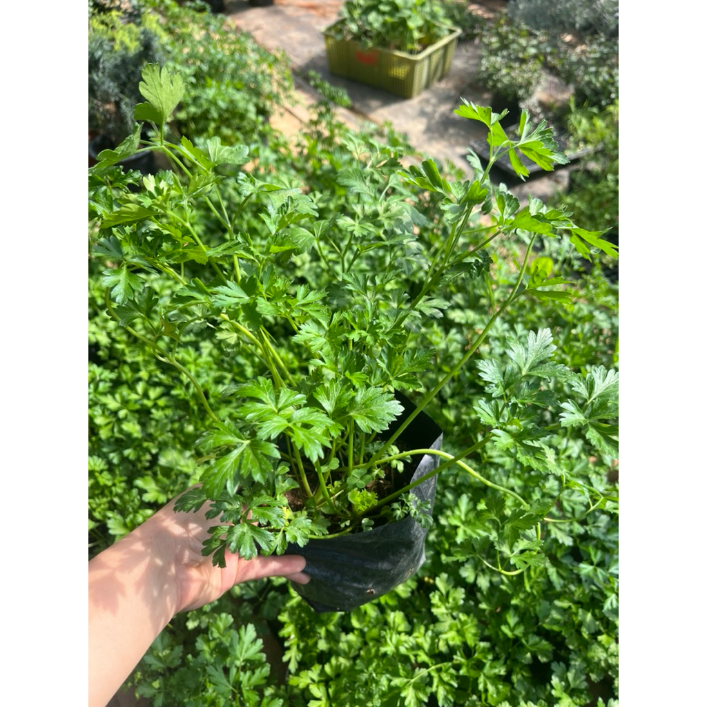 🪴อิตาเลียนพาสลี 🌱ใบไม่หยิก 🙏พร้อมส่ง