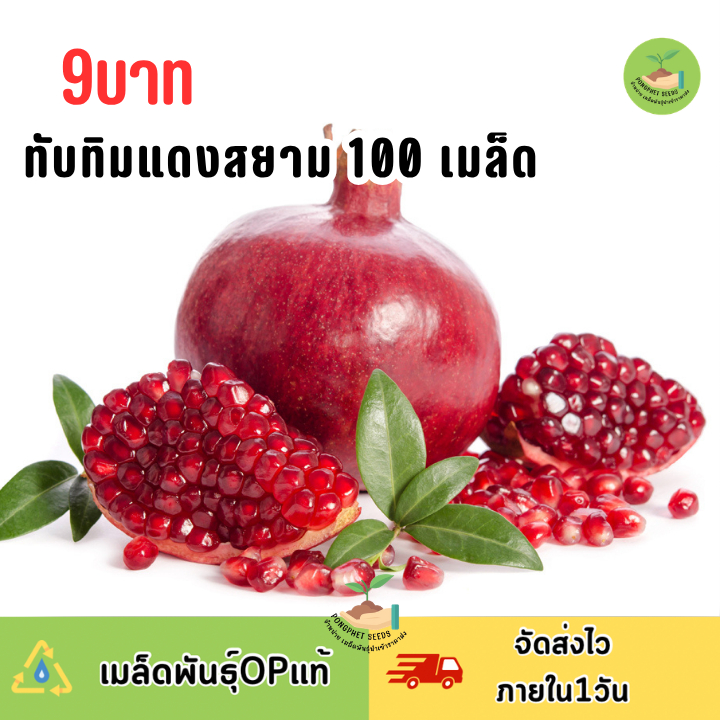 เมล็ดพันธุ์ทับทิมแดงสยาม 100 เมล็ด