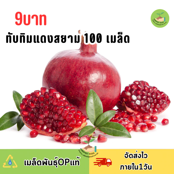เมล็ดพันธุ์ทับทิมแดงสยาม 100 เมล็ด
