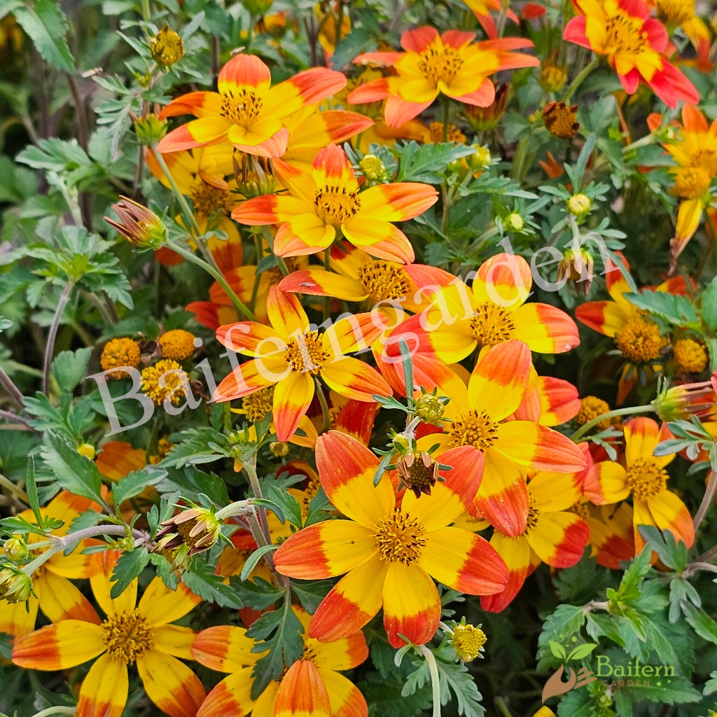 ต้นกล้าดอกไบเด้นส์บีซาร์ (Bidens Beezar) ดอกไม้กินได้ ต้นกล้าพร้อมส่ง ต้นแข็งแรงรากเยอะพร้อมปลูก ราคา ถูกที่สุด ดีลบีเคเค แกลเลอรีภาพที่ 9