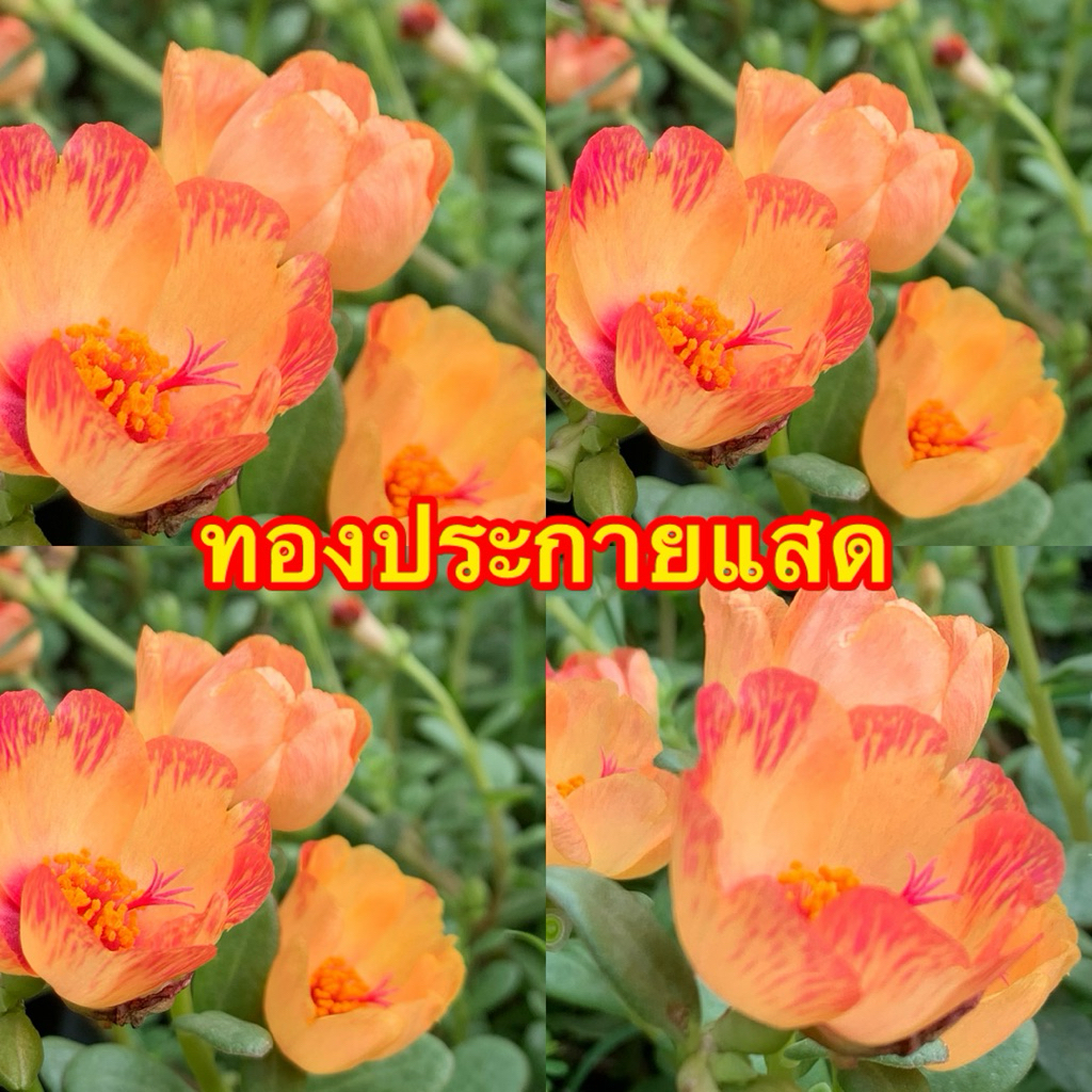 คุณนายตื่นสายทองประกายแสด10กิ่ง20฿กิ่งสมบูรณ์สนใจสอบถามได้นะคะ