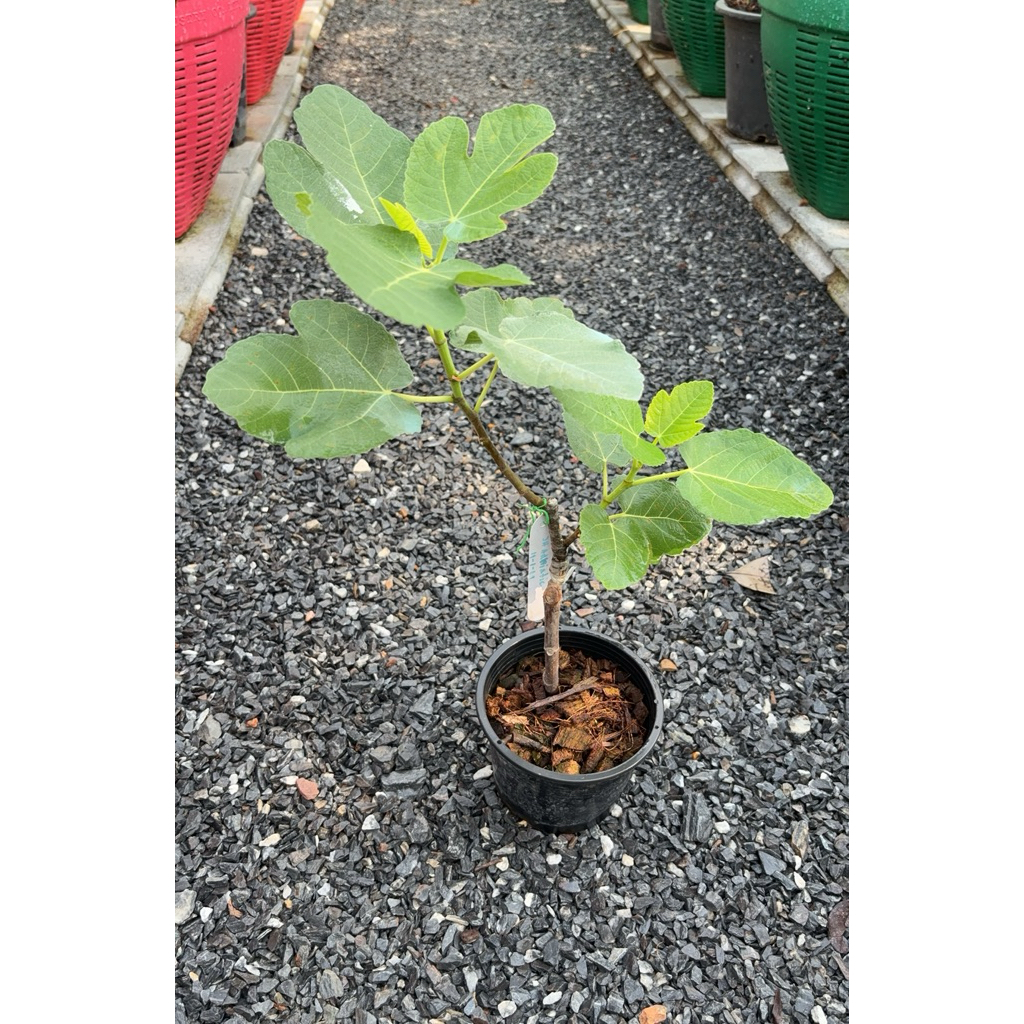 มะเดื่อฝรั่ง Fig พันธุ์ JH Adriatic