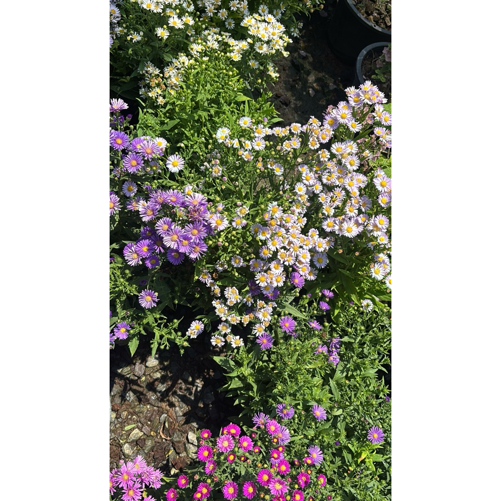 ดอกเดซี่ (Daisy), ดอกมากาเร็ต (Margaret), และดอกคัตเตอร์ (Aster) เป็นดอกไม้ที่นิยมใช้ในการตกแต่งสวน เนื่องจากมีสีสันสดใส