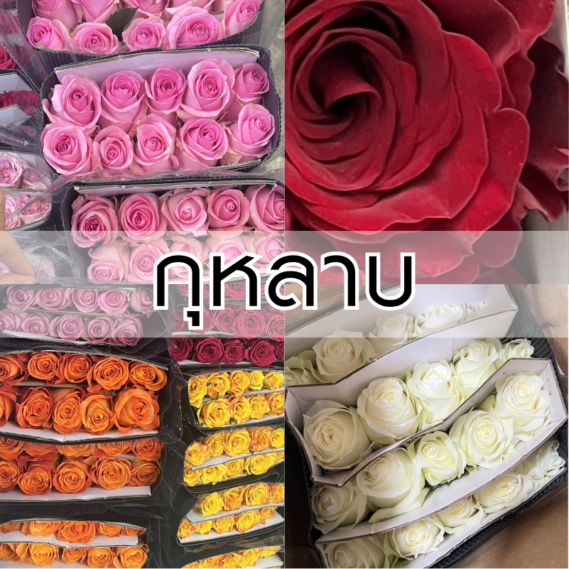 [ส่งใน 2 ชม.] กุหลาบ (ดอกไม้สด) - 10หรือ20 ดอก/แพค | Fresh Roses 10/20 Stems