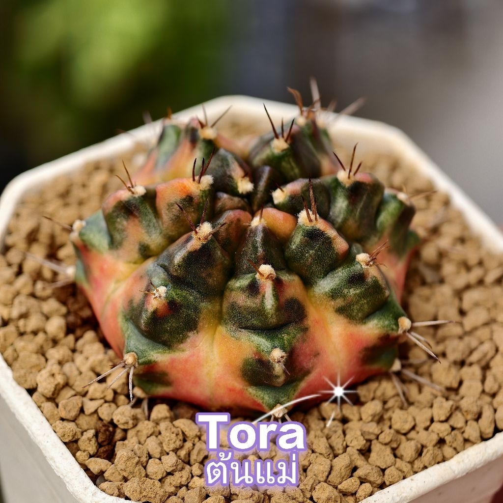 ยิมโนด่างไม้ชำหน่อโคลน โทระ (Tora) ในกระถาง 2 นิ้ว(สุ่มต้นนะค่ะ)