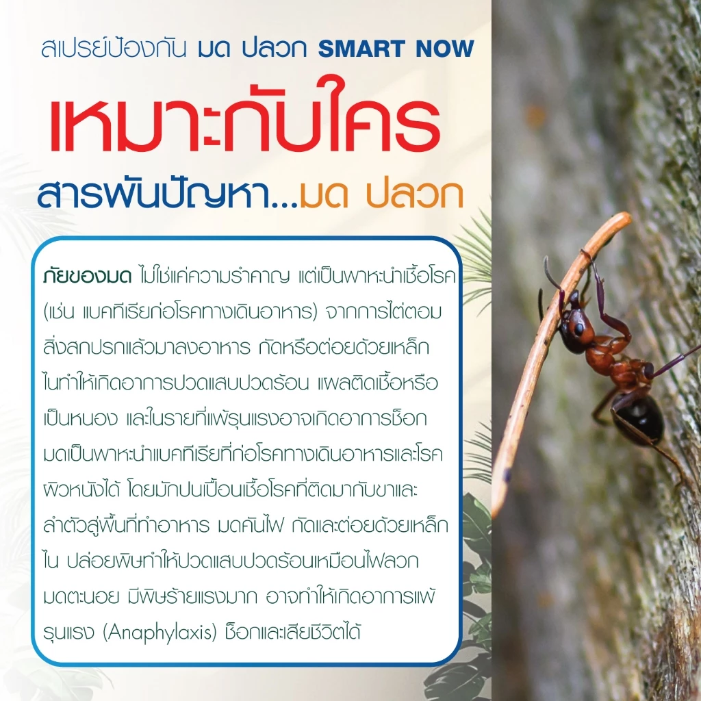 ไล่มด กำจัดมด น้ำยาไล่มด ตายยกลัง มดแดง มดดำ thumbnail 6