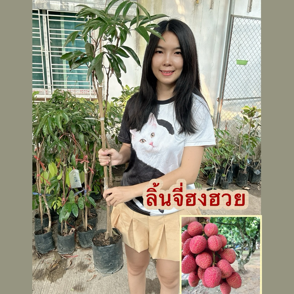 #ต้นลิ้นจี่ฮงฮวย (กิ่งตอน) สูงราว 80-100เซน