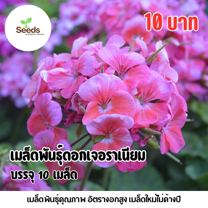 เมล็ดพันธุ์ดอกเจอราเนียม บรรจุ 10 เมล็ด