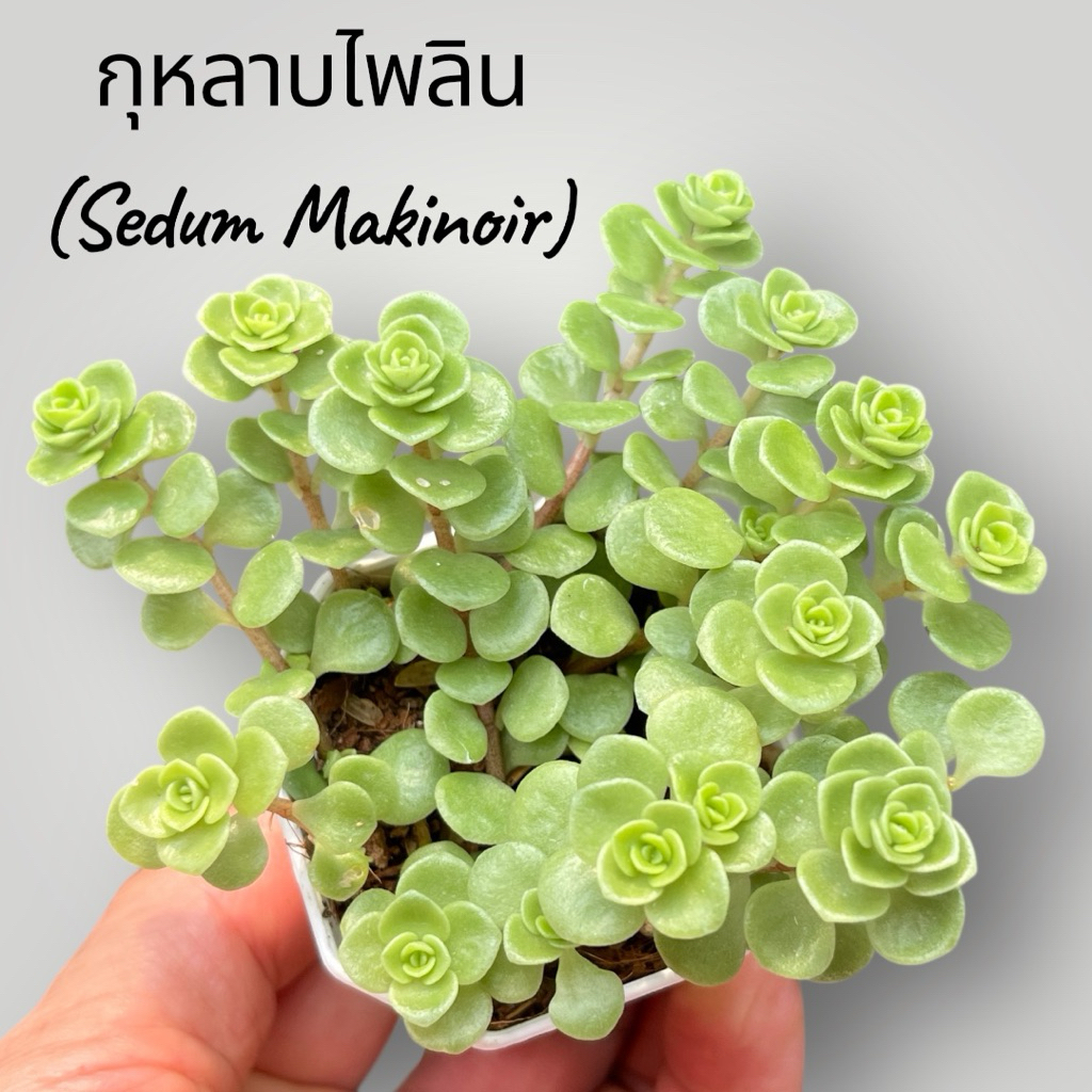 กุหลาบไพลิน (Sedum Makinoir)กระถาง 2 นิ้ว