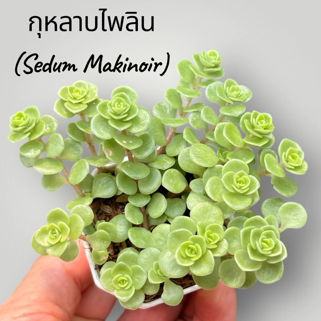 กุหลาบไพลิน (Sedum Makinoir) กุหลาบหิน ไม้อวบน้ำ ขนาด กระถาง 2 นิ้ว