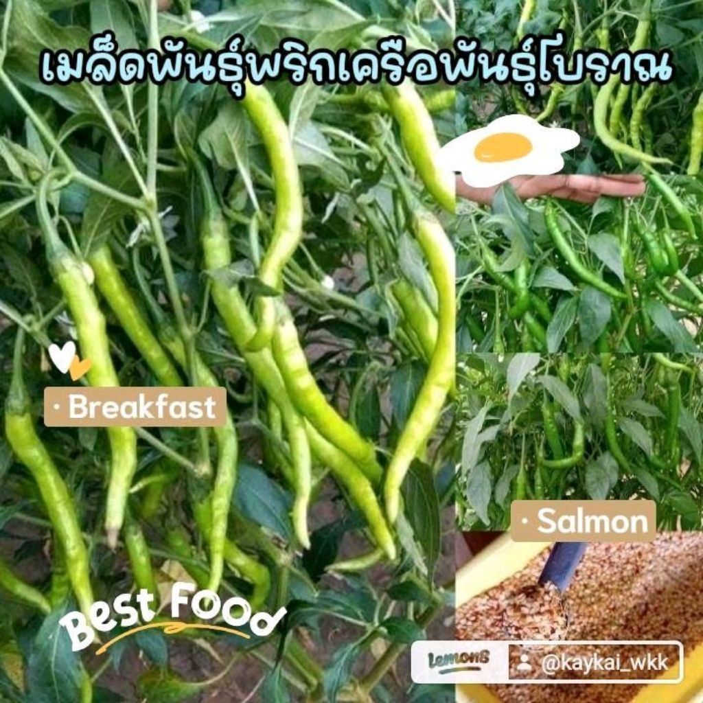 เมล็ดพันธุ์พริกเครือบ้าน300เมล็ด39บาทซื้อ3แถม1