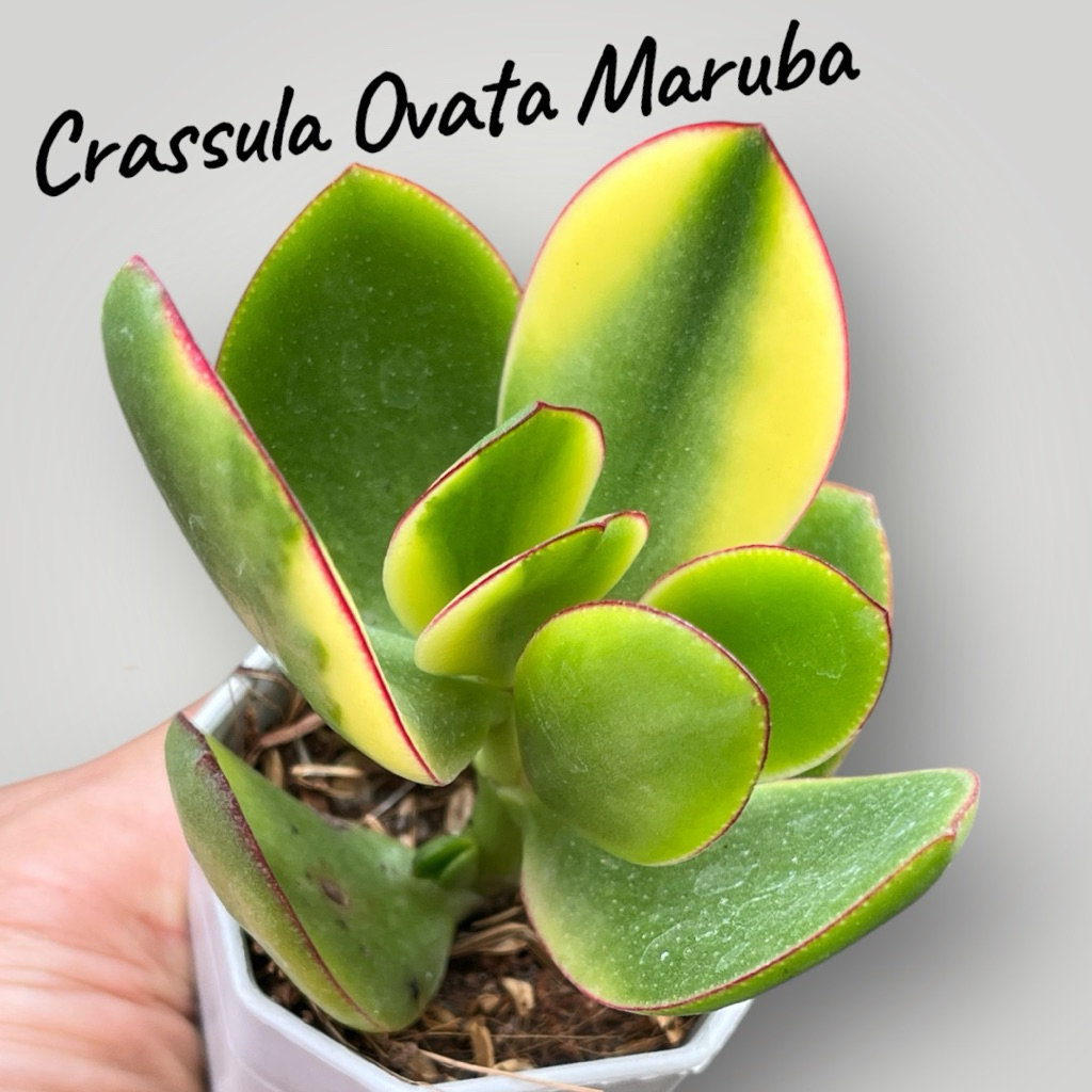 Crassula Ovata Maruba กุหลาบหิน ไม้อวบน้ำ ขนาด 2 นิ้ว