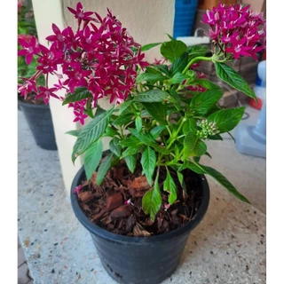 เข็มอินเดีย ในกระถาง 8 นิ้ว (พร้อมส่ง1-2วัน)