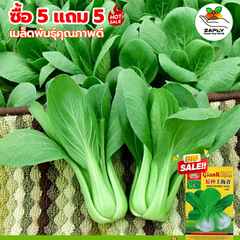 【ซื้อ 5 แถม 5 ฟรี】เมล็ดผักชีฝรั่ง1000 เมล็ด พันธุ์แท้ อัตราการงอกสูง