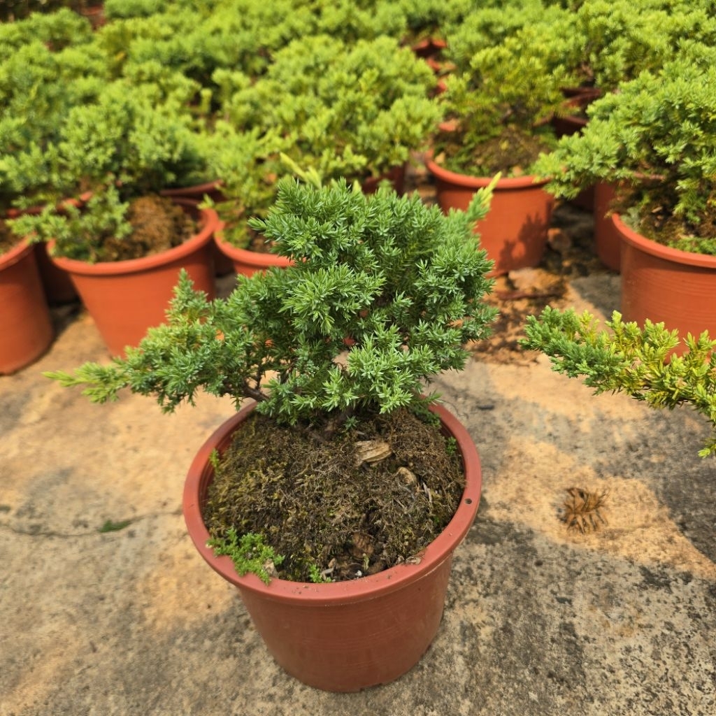 ต้นสน procumbens nana ต้นสนประดับ ทรงบอนไซ