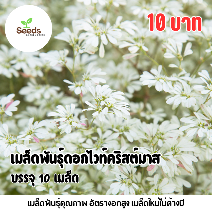 เมล็ดพันธุ์ดอกไวท์คริสต์มาส บรรจุ 10 เมล็ด