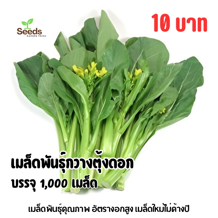 เมล็ดพันธุ์กวางตุ้งดอก บรรจุ 1,000 เมล็ด