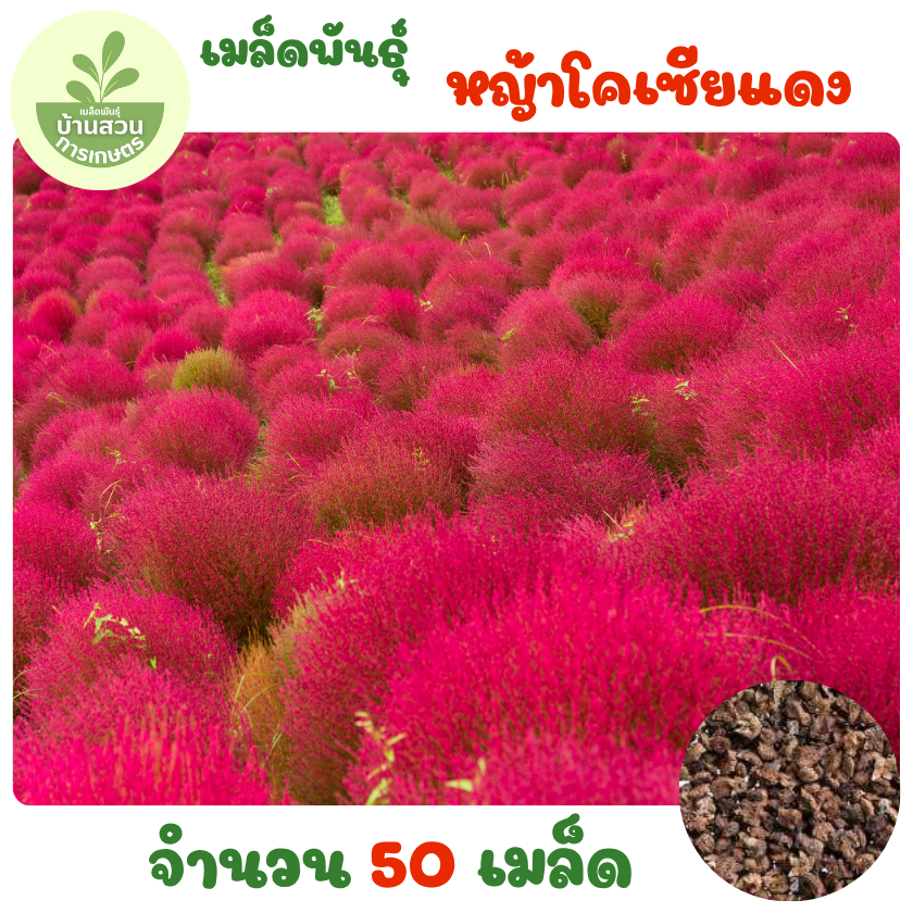 เมล็ดพันธุ์หญ้าโคเซียสีแดง 50 เมล็ด