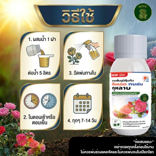 Rosy สารเพิ่มภูมิคุ้มกันสำหรับกุหลาบ ผนังเซลล์แข็งแรงทนต่อแสงแดดและความร้อน ทนฝน ลดอาการใบไหม้แดด ทนต่อแมลงเจาะดูดน้ำ