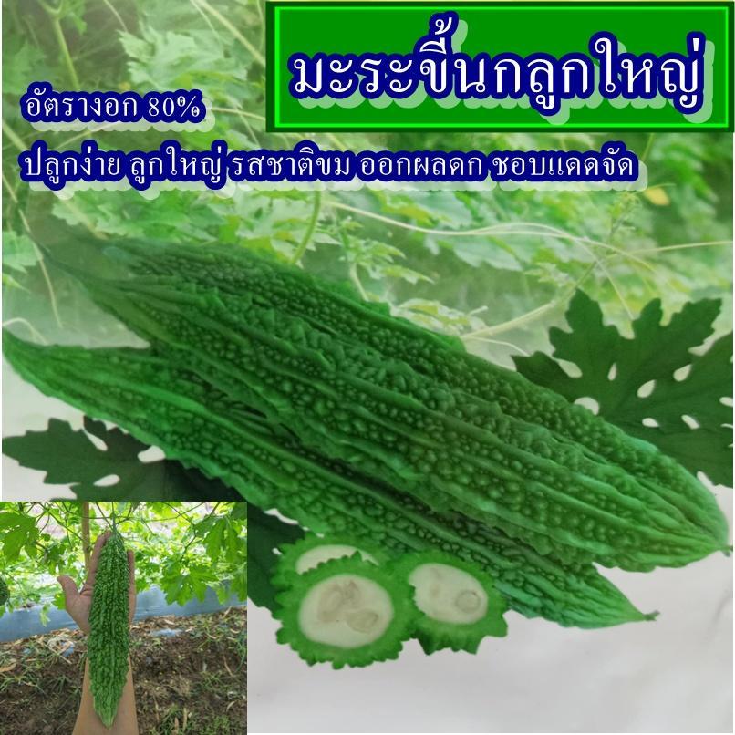 12 เมล็ด เมล็ดมะระขี้นกลูกใหญ่ (อัตรางอก 80% ปลูกง่าย ลูกใหญ่ ผลยาวปานกลาง ผิวเขียวขรุขระ รสชาติขม ออกผลดก ชอบแดดจัด)