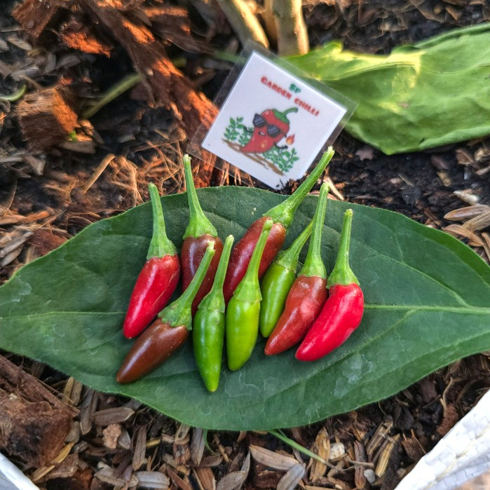 เมล็ดพันธุ์พริกขี้หนูหอม(Thai Bird's Eye Chili)