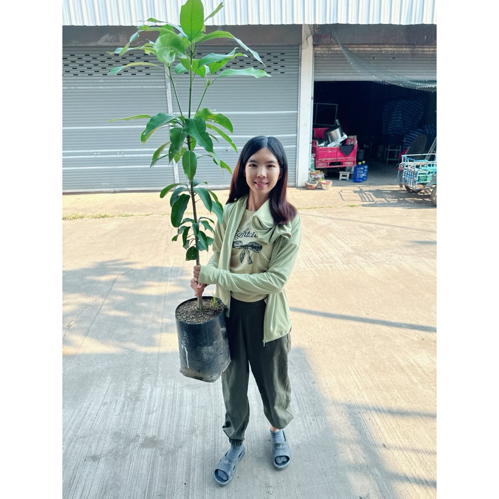 #ต้นมะม่วงเสียบยอด (ไซส์จัมโบ้ ) ปลูก 5 เดือน ติดผล  (กดสั่งกล่องละ1ต้นนะคะ) ราคา ถูกที่สุด ดีลบีเคเค แกลเลอรีภาพที่ 8