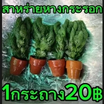 สาหร่ายหางกระรอก1กระถาง ตบแต่งตู่ปลา
