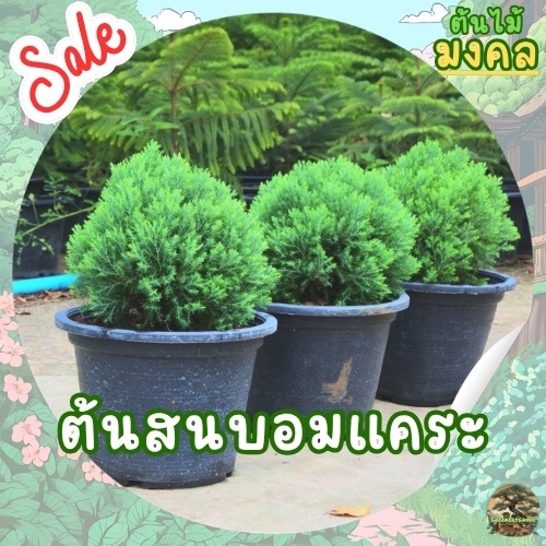 [พร้อมส่ง] ต้นสนบอมแคระ Platycladus orientalis ขนาดความสูง 20 cm ต้นไม้สวยงาม